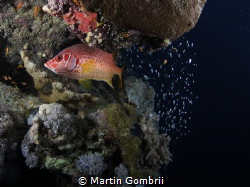 The Glassfish made sure to stay behind the Snapper by Martin Gombrii 